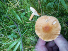 Гриб из Москва