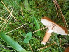 Гриб из Москва