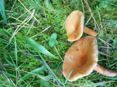 Гриб из Москва