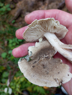 Гриб из Москва