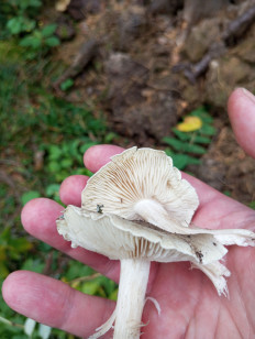 Гриб из Москва