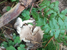 Гриб из Москва