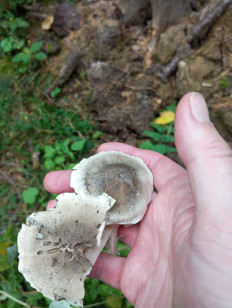 Гриб из Москва