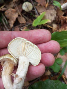 Гриб из Москва