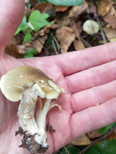 Гриб из Москва