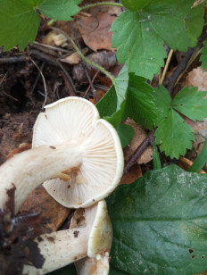 Гриб из Москва