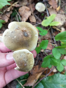 Гриб из Москва