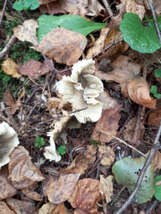 Гриб из Москва