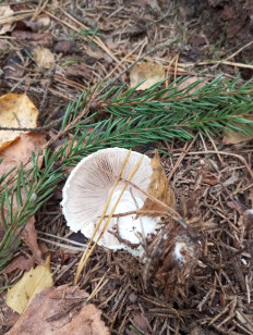 Гриб из Москва