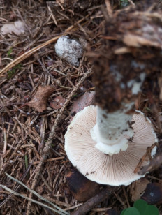 Гриб из Москва