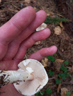 Гриб из Москва