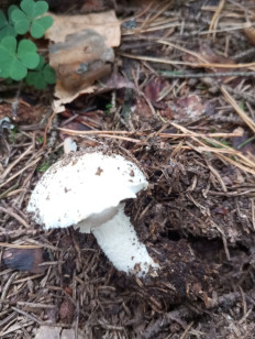 Гриб из Москва