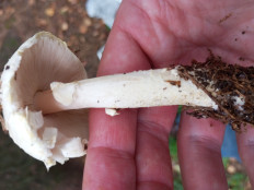 Гриб из Москва