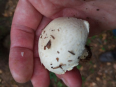 Гриб из Москва