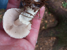 Гриб из Москва