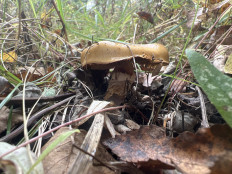 Гриб из раменское