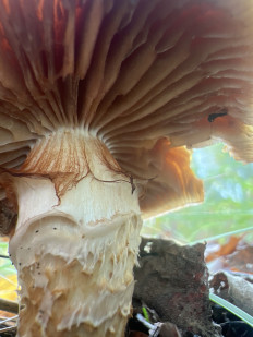 Гриб из раменское