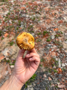 Гриб из раменское