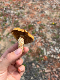 Гриб из раменское