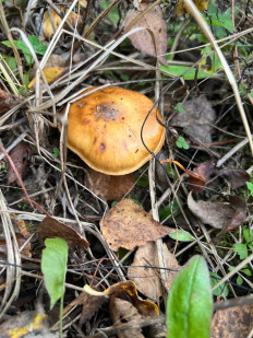 Гриб из раменское