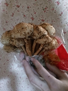 Гриб из Москва