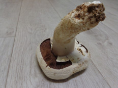 Гриб из Ижевск