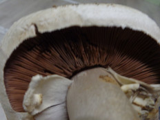 Гриб из Ижевск