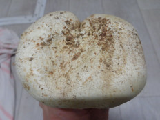 Гриб из Ижевск