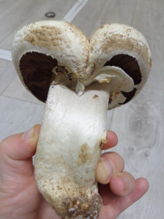 Гриб из Ижевск