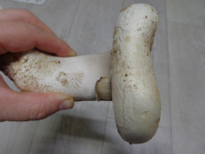 Гриб из Ижевск