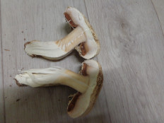 Гриб из Ижевск