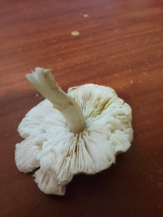 Гриб из Владимир