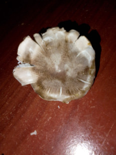 Гриб из Владимир