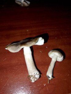 Гриб из Владимир