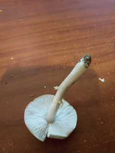 Гриб из Владимир