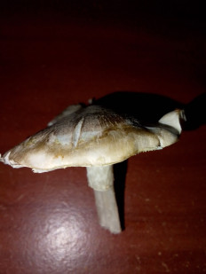 Гриб из Владимир