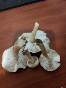 Гриб из Владимир