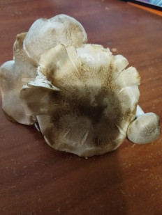 Гриб из Владимир