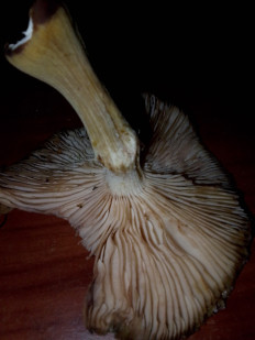 Гриб из Владимир