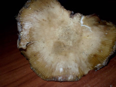 Гриб из Владимир