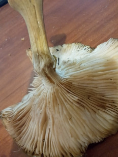 Гриб из Владимир