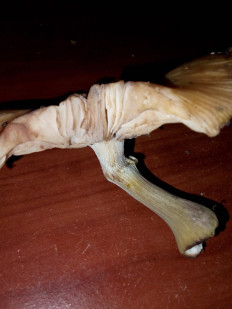 Гриб из Владимир