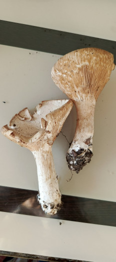 Гриб из Самара