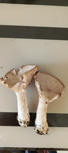 Гриб из Самара