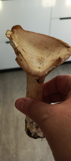 Гриб из Самара