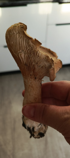 Гриб из Самара