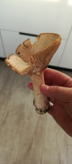 Гриб из Самара