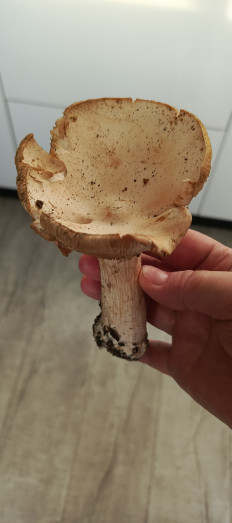 Гриб из Самара