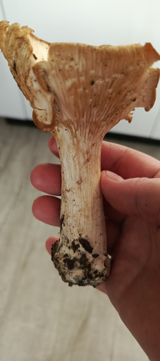 Гриб из Самара