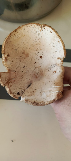 Гриб из Самара